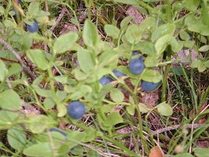 Blue berries!! Love berry cake!!